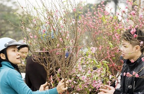 Hà Nội mở 47 chợ hoa Xuân