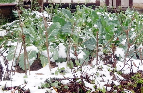 Tuyết phủ trắng Sa Pa, Bát Xát