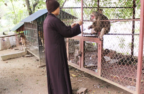 Nhà sư kể chuyện nuôi khỉ thả về núi