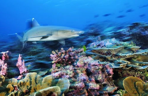 Bảo tồn nguồn tài nguyên biển