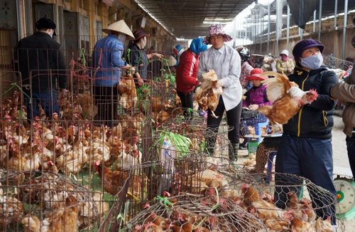 Virus H7N9: Nguy cơ xâm nhập rất cao 