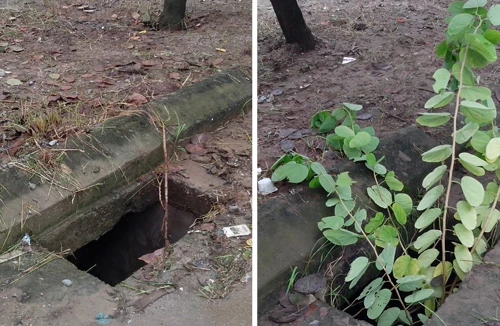 Miệng cống không nắp đậy quanh trường tiểu học