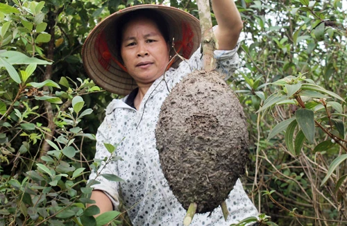 Mùa săn trứng kiến