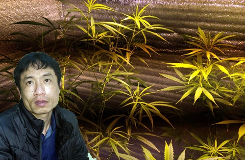 Trồng cần sa tại nhà - “mốt” của “dân chơi cỏ”