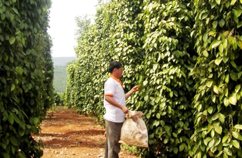 Thương lái “lạ” lại thu mua rễ cây hồ tiêu, bà con nông dân hãy cảnh giác