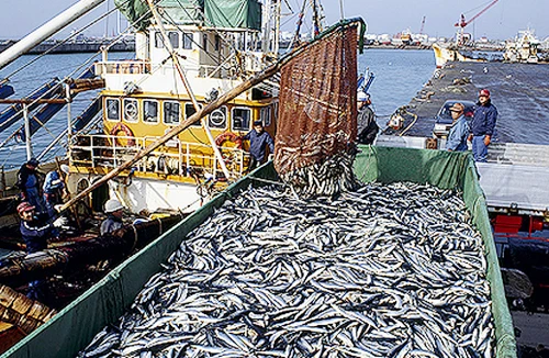 Cứu các đại dương