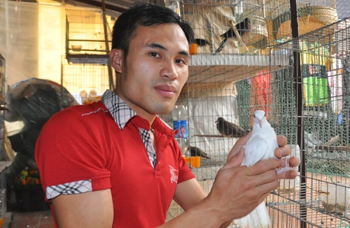 Kỹ sư công nghệ thông tin bỏ nghề về quê làm giàu nhờ nuôi chim