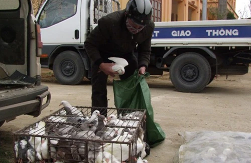 Vận chuyển 650 kg chim bồ câu nhập lậu