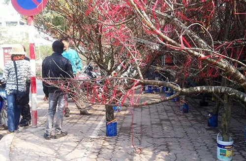 Lan, đào rừng về ngập phố