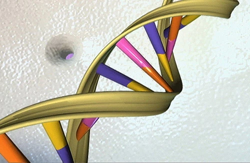 Chỉ 8,2% ADN của con người hữu dụng