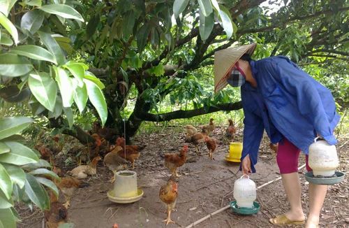 Mang nợ vì gà đồi Yên Thế