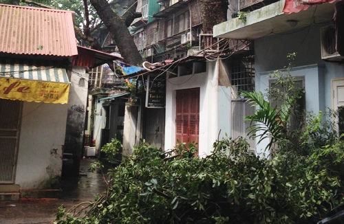 Cây cổ thụ mọc giữa nhà bị bật gốc