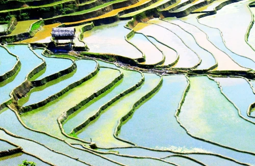 Hoang sơ vẻ đẹp Khao Mang