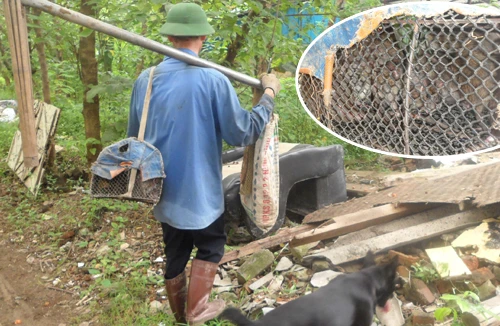 Tuyệt kỹ săn.... chuột cống