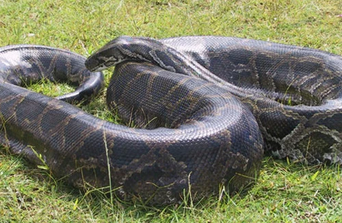 Ngộ độc vì ăn thịt trăn?