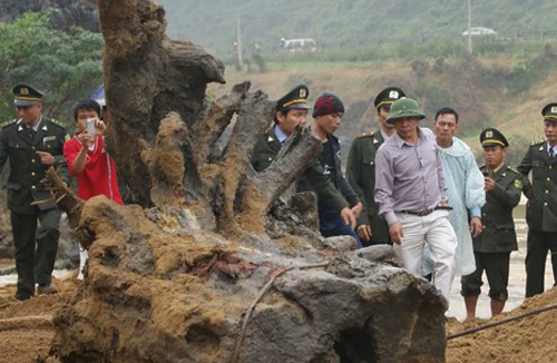 Phát hiện gỗ sưa được thưởng như thế nào? Mua phần thưởng này có hợp pháp không?