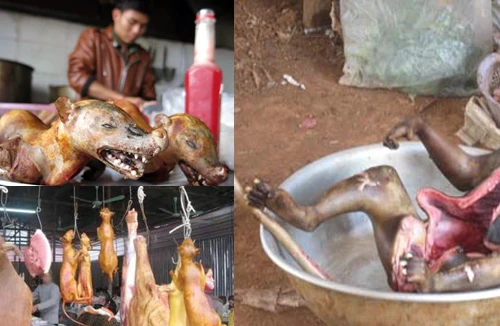 Đại dịch Ebola, những bữa tiệc tàn ác và sự trả thù của tự nhiên