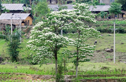 Mùa hoa trẩu trên cao nguyên đá