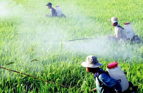 Thuốc trừ sâu vẫn ngoài vòng kiểm soát 