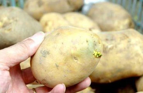 “Cứ điểm” của độc tố trên rau quả