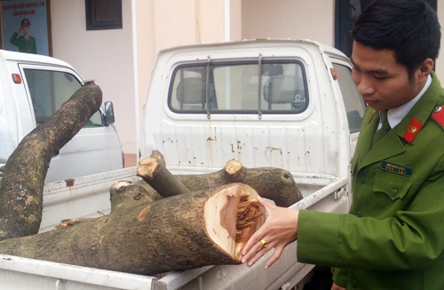 Cưa hụt cây sưa 20 tuổi