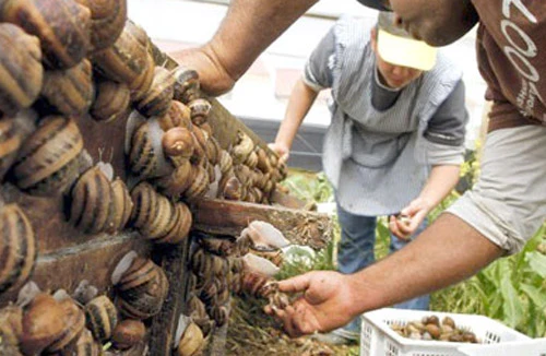 Ăn ốc sên có thể chết người