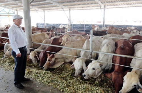 Bò Úc tràn ngập thị trường Việt