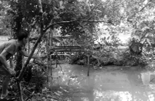 “Ông bố” 16 tuổi ném con xuống ao