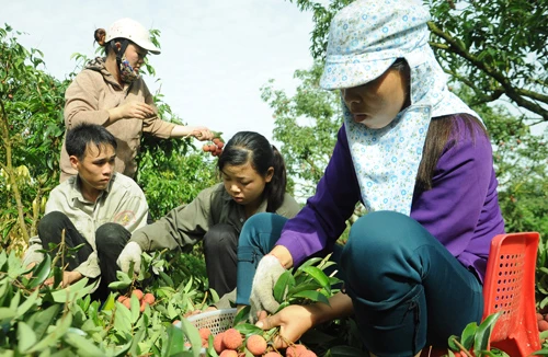 “Gỡ khó” cho dân trồng vải