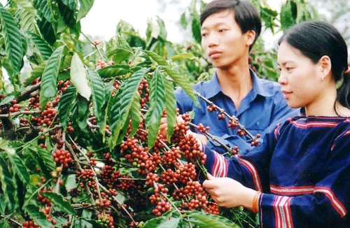 Đừng để nông sản Việt mất lợi thế 