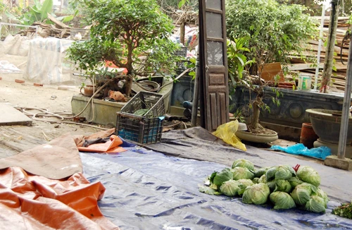 Rau sạch vẫn chưa đạt yêu cầu