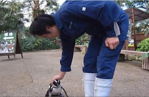 “Chuyện tình” chim cánh cụt Sakura