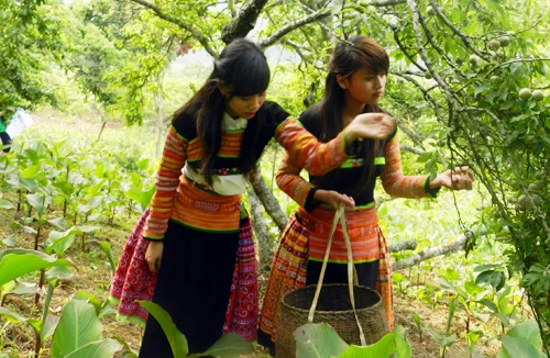 Mộc Châu mùa mận chín