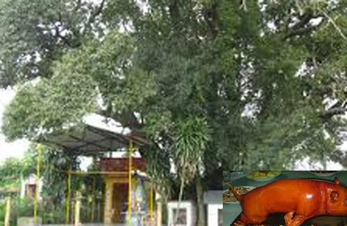 Ngôi miếu và cây cổ thụ linh thiêng cho số trúng độc đắc 