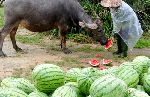 Phải làm gì để giải cứu thị trường nông sản?