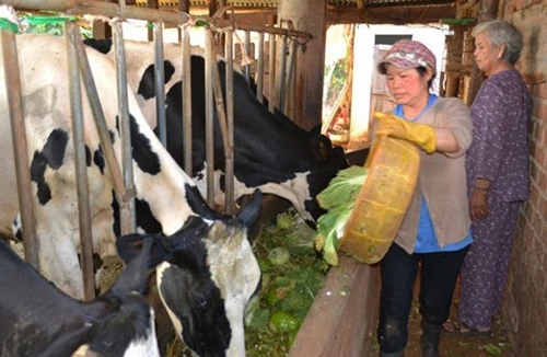 Xót xa rau, quả đổ cho gia súc