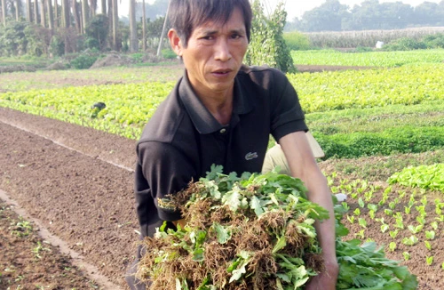 Rau xanh rớt giá mạnh