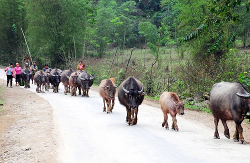 Đường mới Mường Lát, Sài Khao