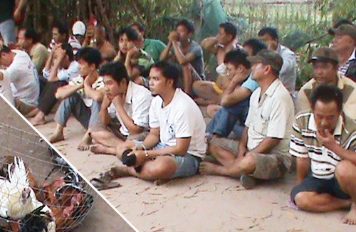 Phá ổ đá gà quy mô 