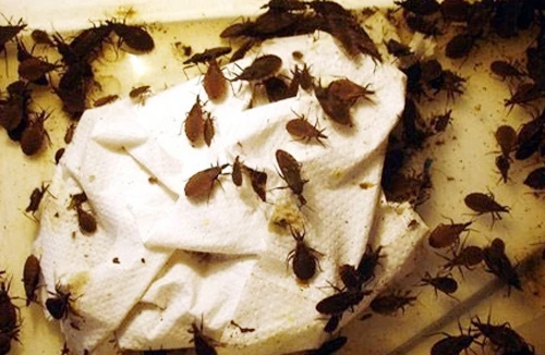 Bọ xít hút máu xuất hiện ở nơi ẩm thấp, mất vệ sinh