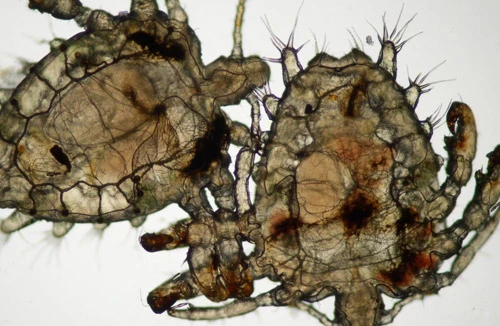 Rận mu tấn công bộ phận sinh dục