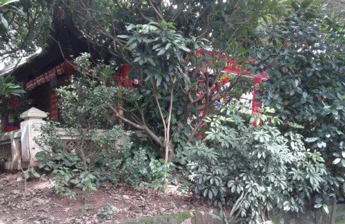 Di tích gò Đống Thây sắp biến mất