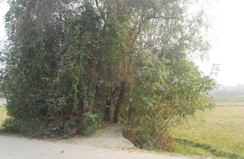 Ngôi mộ vô danh biết "tự lớn lên" cùng những câu chuyện quở phạt người khác