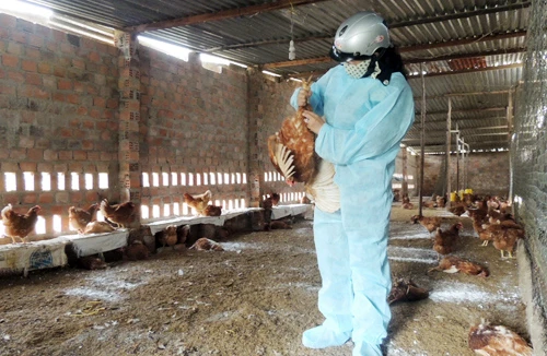 Lo ngại trước diễn biến cúm gia cầm