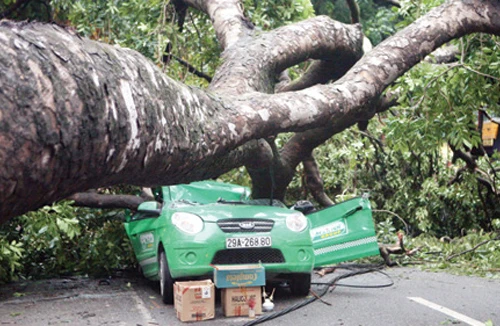 Dừng xe, tránh xa nơi có nhiều cây cối khi mưa quá to