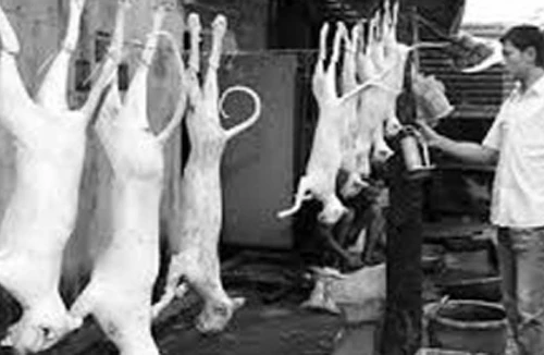 Đột nhập “phố thịt mèo”, nhìn mà thấy hãi