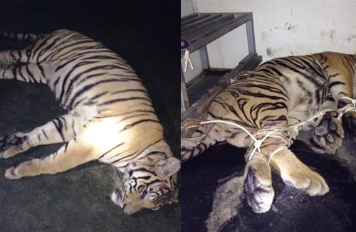 Vứt 2 cá thể hổ sống xuống đường, xe tải chạy thoát thân