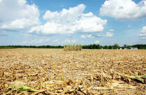 Mối lo giá lương thực