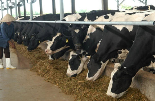 Uống sữa tươi “trên giấy” đến bao giờ?