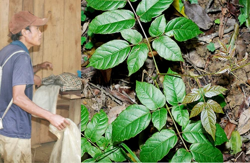 Chè rừng được đồn thổi thành thần dược xứ Quảng 